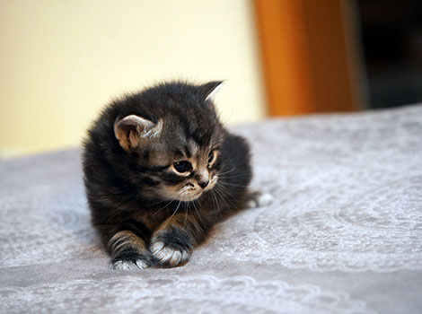 Urso-Mali am 27. Januar 2026